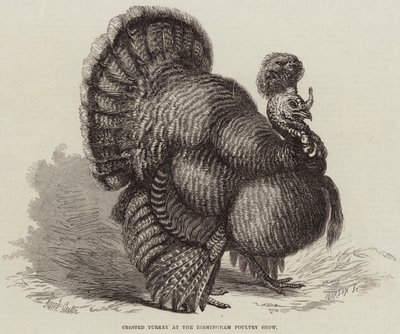 Tacchino crestato alla Mostra Avicola di Birmingham da Samuel John Carter